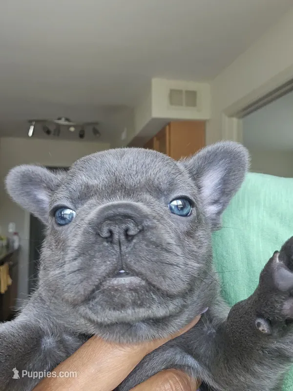 Zeus – French Bulldog puppy for sale in Apopka, FL