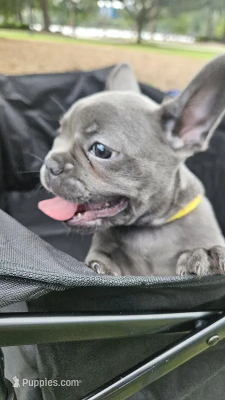 Daisy – French Bulldog puppy for sale in Apopka, FL