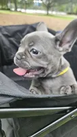Daisy, a female French Bulldog for sale in Apopka, FL – 1 of 6