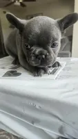 Zeus, a male French Bulldog for sale in Apopka, FL – 5 of 5