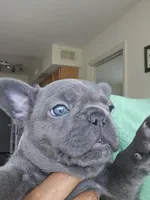 Zeus, a male French Bulldog for sale in Apopka, FL – 2 of 5