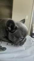 Zeus, a male French Bulldog for sale in Apopka, FL – 3 of 5