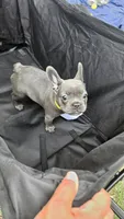 Daisy, a female French Bulldog for sale in Apopka, FL – 2 of 6