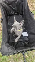 Daisy, a female French Bulldog for sale in Apopka, FL – 3 of 6