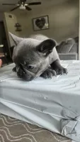 Zeus, a male French Bulldog for sale in Apopka, FL – 4 of 5