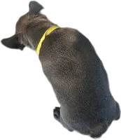 Yellow, a female French Bulldog for sale in Apopka, FL – 2 of 2