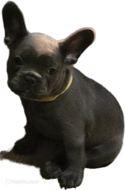 Yellow – French Bulldog puppy for sale in Apopka, FL
