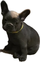 Yellow, a female French Bulldog for sale in Apopka, FL – 1 of 2