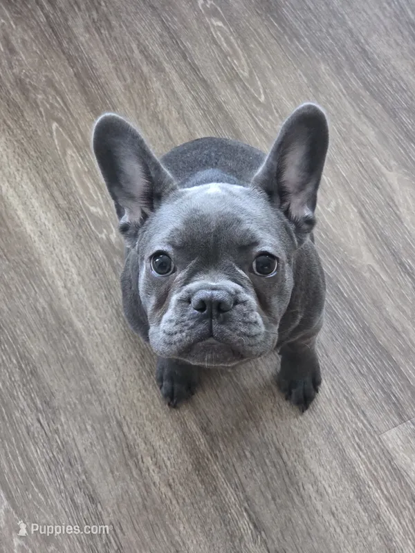 Daisy – French Bulldog puppy for sale in Apopka, FL