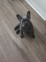 Daisy, a female French Bulldog for sale in Apopka, FL – 4 of 6