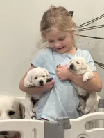 Yeti, a male Labrador Retriever for sale in Greer, SC – Photo 3 of 10