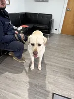 Yeti, a male Labrador Retriever for sale in Greer, SC – Photo 8 of 10