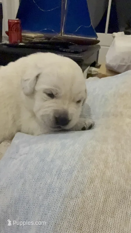 Yeti – Labrador Retriever puppy for sale in Greer, SC