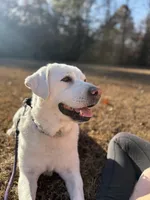 Yeti, a male Labrador Retriever for sale in Greer, SC – Photo 5 of 10
