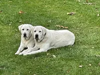 Yeti, a male Labrador Retriever for sale in Greer, SC – Photo 4 of 10