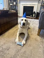 Yeti, a male Labrador Retriever for sale in Greer, SC – Photo 9 of 10