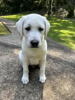 Yeti, a male Labrador Retriever for sale in Greer, SC – Photo 7 of 10