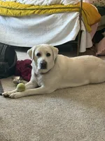 Yeti, a male Labrador Retriever for sale in Greer, SC – Photo 6 of 10