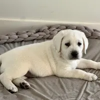 Denarius, a female Labrador Retriever for sale in Greer, SC – Photo 3 of 5