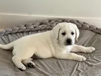 Yukon, a female Labrador Retriever for sale in Greer, SC – Photo 7 of 9