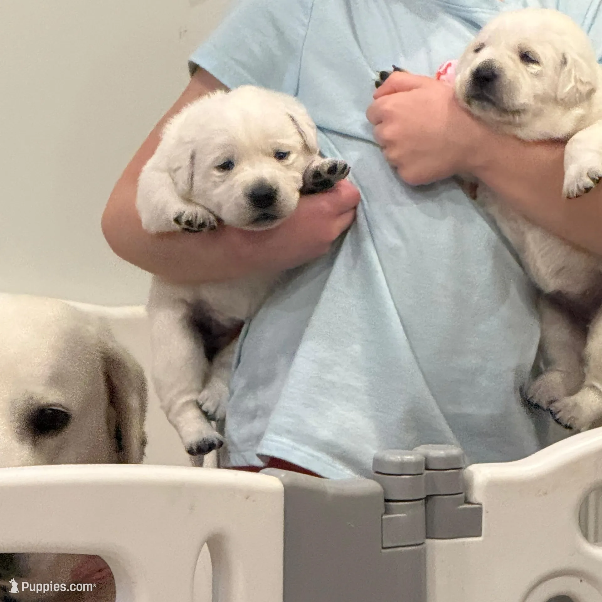 Yukon, a female Labrador Retriever for sale in Greer, SC – Photo 5 of 9