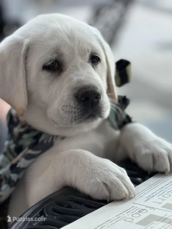 Denarius – Labrador Retriever puppy for sale in Greer, SC