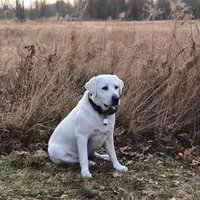 Denarius, a female Labrador Retriever for sale in Greer, SC – Photo 2 of 5