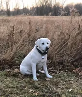 Yukon, a female Labrador Retriever for sale in Greer, SC – Photo 4 of 9