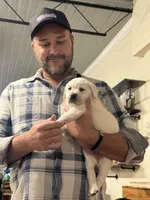 Denarius, a female Labrador Retriever for sale in Greer, SC – Photo 5 of 5