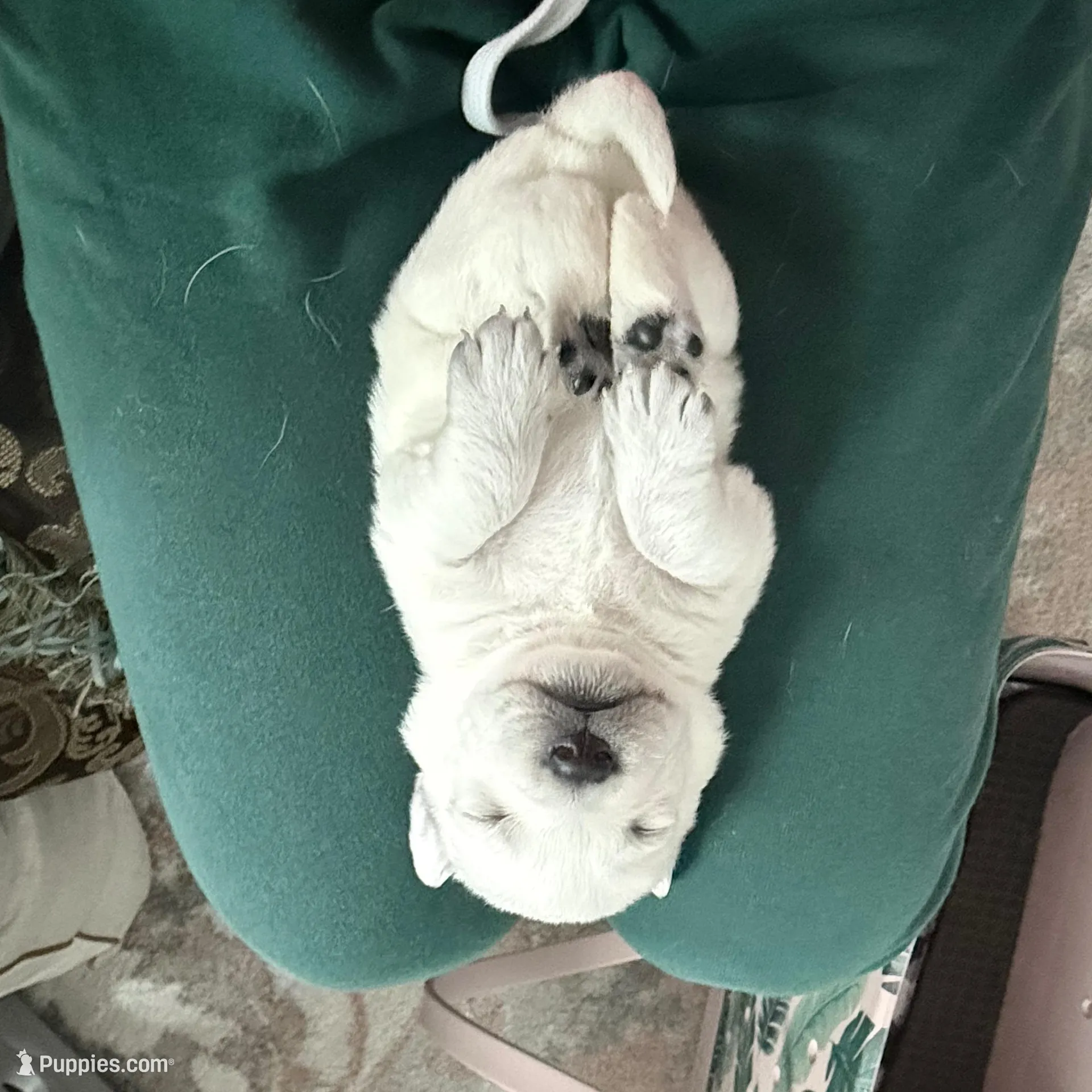 Yukon, a female Labrador Retriever for sale in Greer, SC – Photo 6 of 9