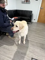 Yukon, a female Labrador Retriever for sale in Greer, SC – Photo 9 of 9