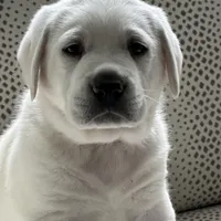 Denarius, a female Labrador Retriever for sale in Greer, SC – Photo 4 of 5