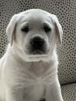 Yukon, a female Labrador Retriever for sale in Greer, SC – Photo 8 of 9