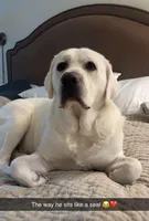 Yukon, a female Labrador Retriever for sale in Greer, SC – Photo 3 of 9