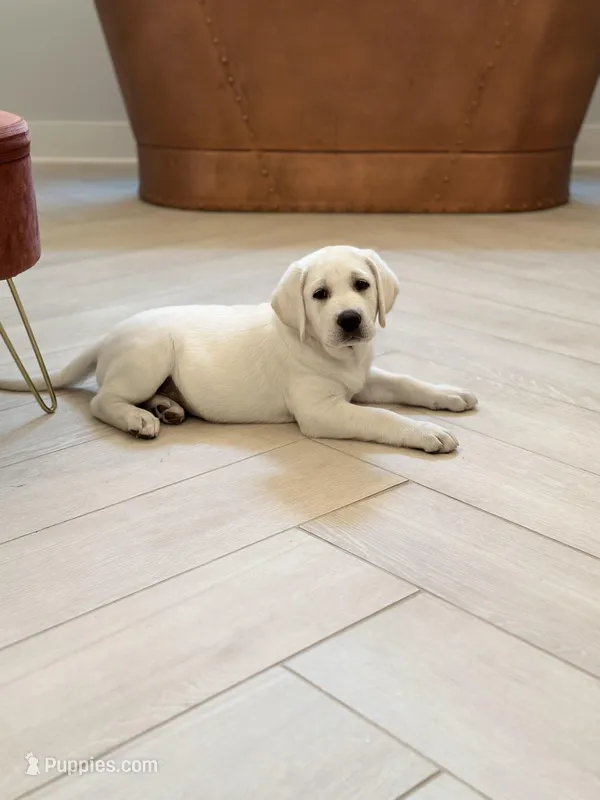 Denarius – Labrador Retriever puppy for sale in Greer, SC