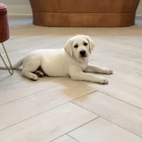 Denarius, a female Labrador Retriever for sale in Greer, SC – Photo 1 of 5