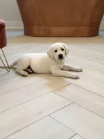 Yukon, a female Labrador Retriever for sale in Greer, SC – Photo 2 of 9