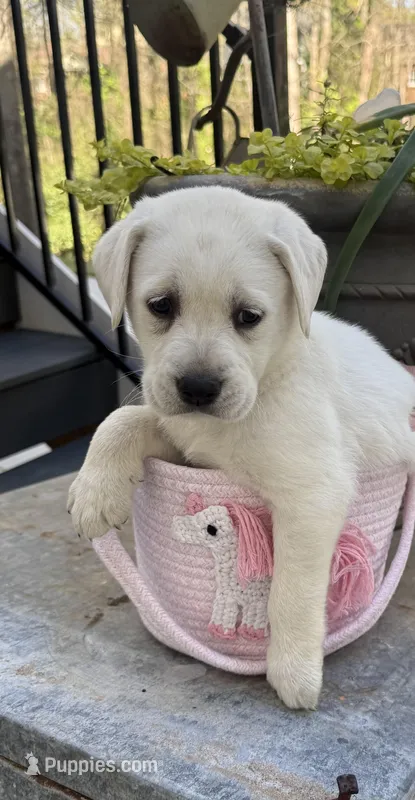 Paris – Labrador Retriever puppy for sale in Greer, SC