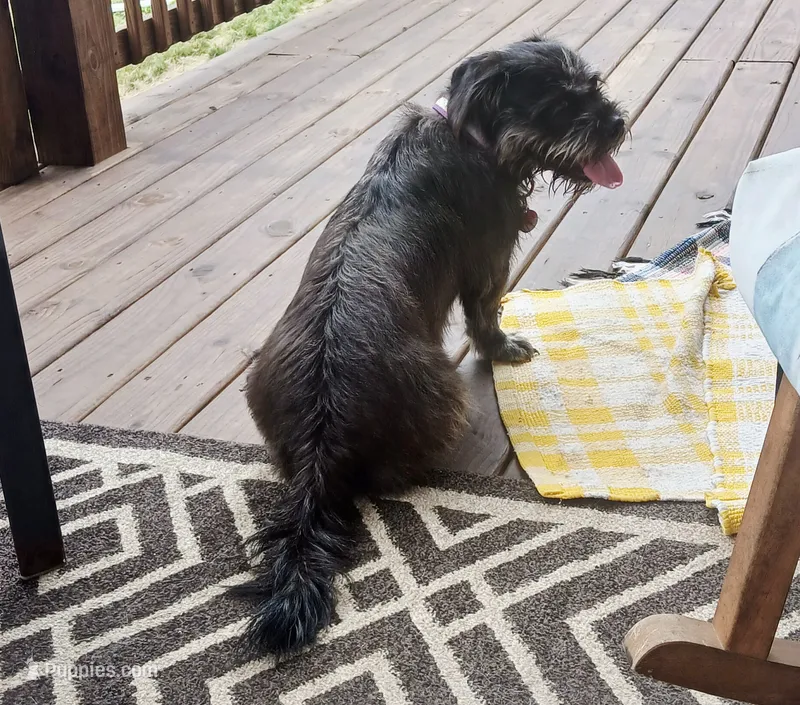 Jazzy – American Pit Bull Terrier, Poodle - Miniature  puppy for sale in Applegate, MI
