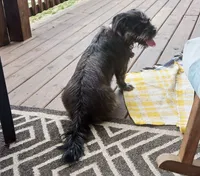 Jazzy, a female American Pit Bull Terrier and Poodle - Miniature  for sale in Applegate, MI – 1 of 2