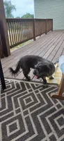 Jazzy, a female American Pit Bull Terrier and Poodle - Miniature  for sale in Applegate, MI – 2 of 2