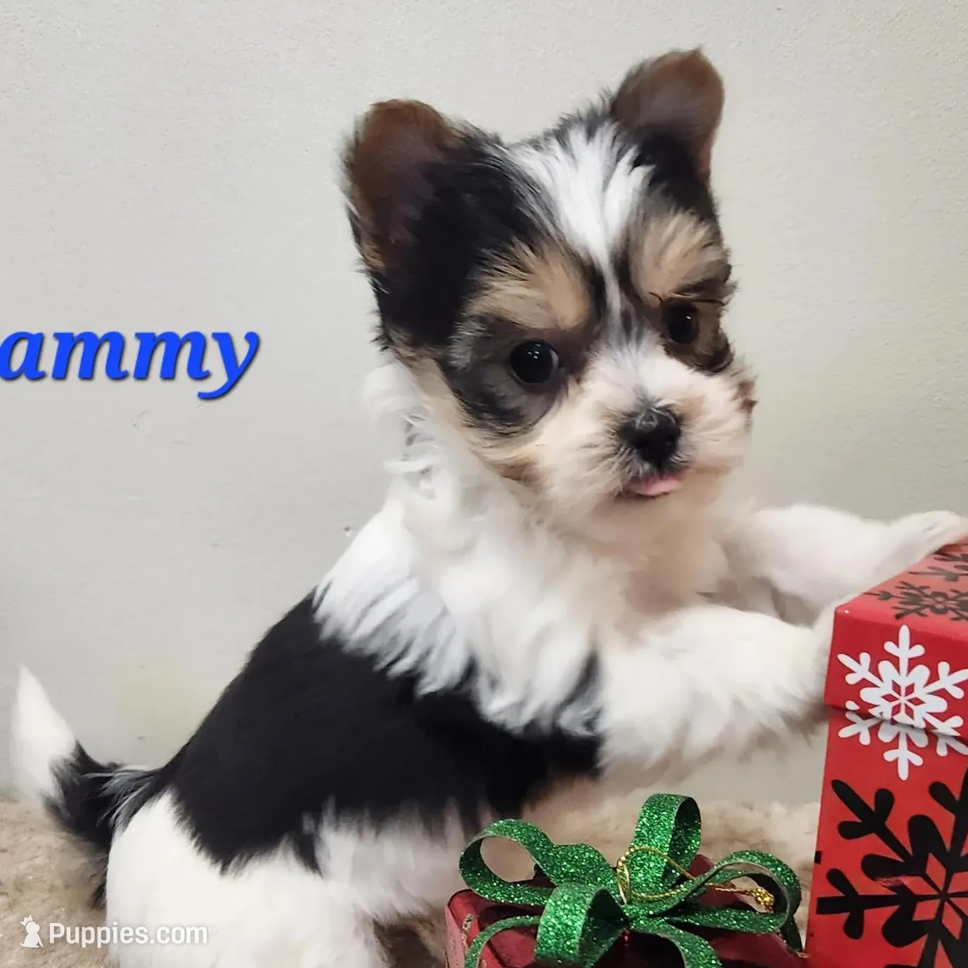 Yuuki, a male Morkie for sale in Athens, AL – Photo 2 of 2