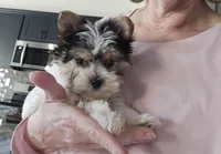 Yuuki, a male Morkie for sale in Athens, AL – Photo 1 of 2