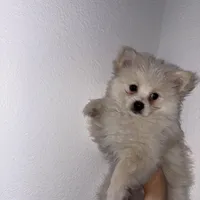 Milo, a male Maltipom for sale in Santa Ana, CA – Photo 3 of 5