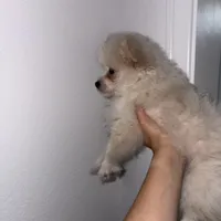 Milo, a male Maltipom for sale in Santa Ana, CA – Photo 4 of 5