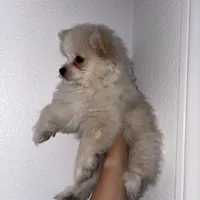 Milo, a male Maltipom for sale in Santa Ana, CA – Photo 1 of 5