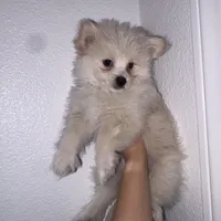 Milo, a male Maltipom for sale in Santa Ana, CA – Photo 2 of 5