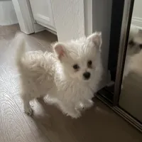 Milo, a male Maltipom for sale in Santa Ana, CA – Photo 5 of 5