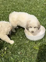 Rosie, a male Great Pyrenees for sale in Swords Creek, VA – 2 of 3