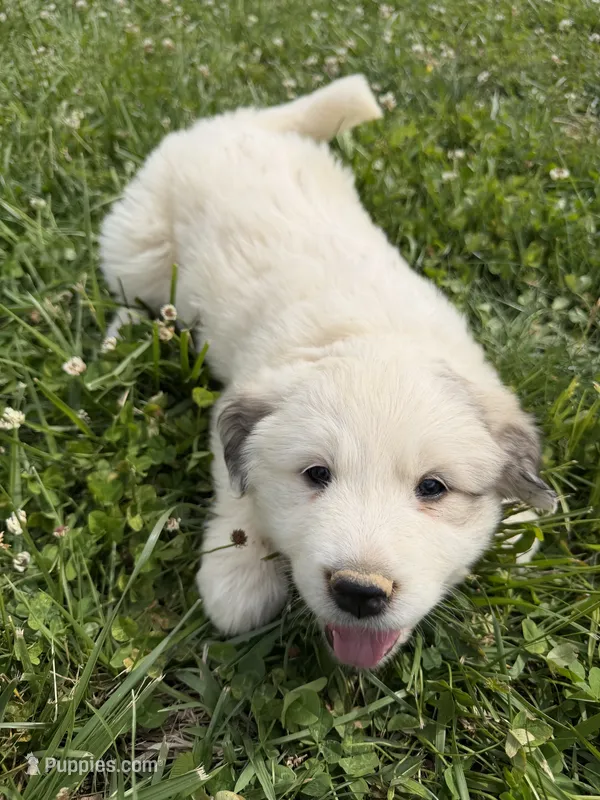 Lily – Great Pyrenees puppy for sale in Swords Creek, VA